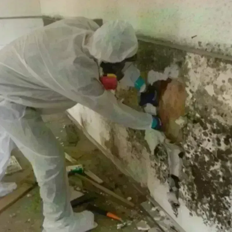 Mold Remediation and Removal in Cathedral City, CA